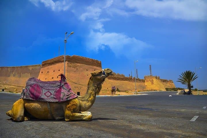 Agadir City Tour, Croco Park & Hammam — Kasbah Views, Crocodiles and Berber Massage photo 1