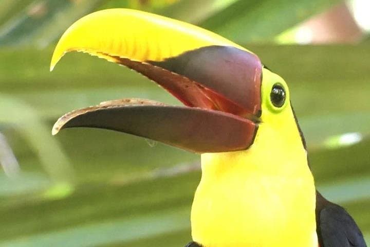 Manuel Antonio Guided Wildlife Walk — Best Morning Tours in Costa Rica's Pacific Rainforest photo 3