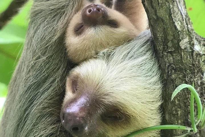 Manuel Antonio Guided Wildlife Walk — Best Morning Tours in Costa Rica's Pacific Rainforest photo 1