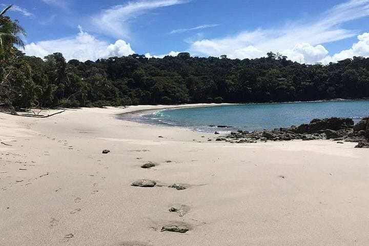 Manuel Antonio Guided Wildlife Walk — Best Morning Tours in Costa Rica's Pacific Rainforest photo 4