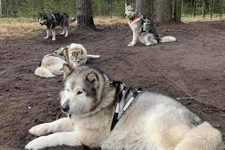 Ultimate Husky Sledding Near Riga — Private Winter & No-Snow Ride photo 3