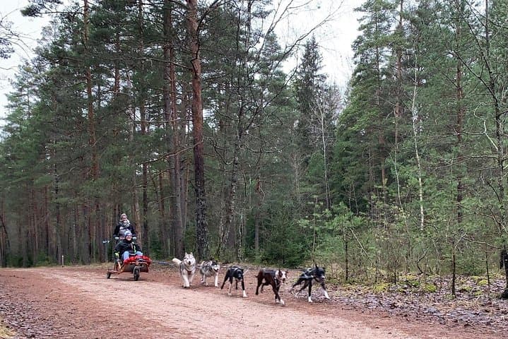 Ultimate Husky Sledding Near Riga — Private Winter & No-Snow Ride photo 2