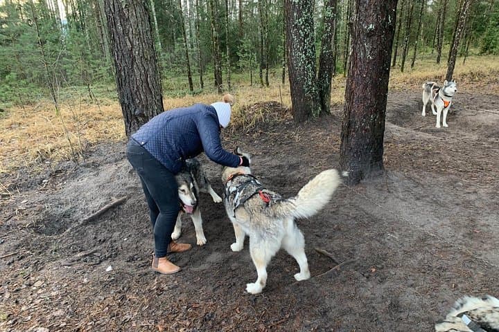 Ultimate Husky Sledding Near Riga — Private Winter & No-Snow Ride photo 4
