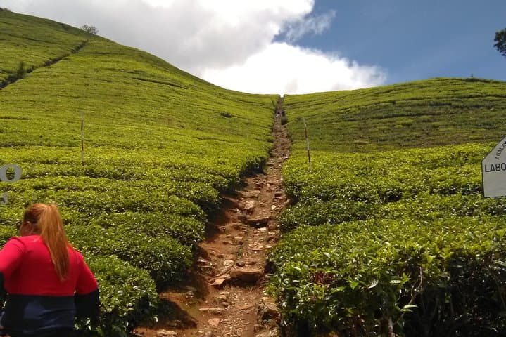 Private All-Inclusive Day Tour: Kandy, Pinnawala & Peradeniya from Negombo photo 2
