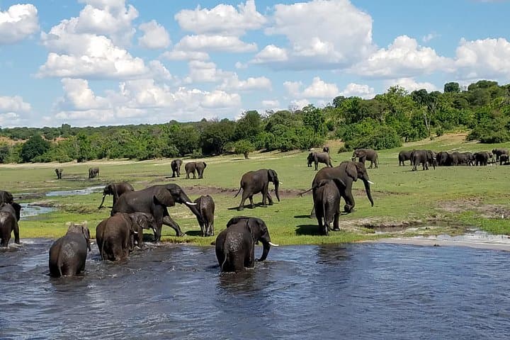 Chobe River Game Cruise: 3-Hour Wildlife Boat Safari from Kasane photo 6