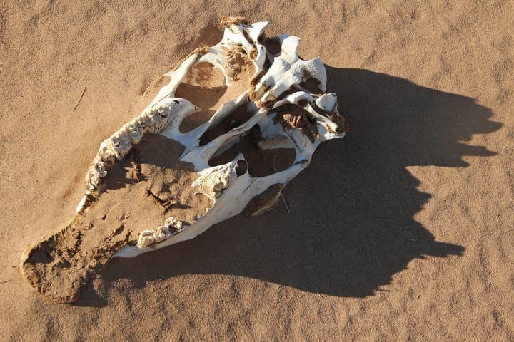 Explore Mongolia: 10-Day Gobi Desert to Orkhon Valley Express photo 5
