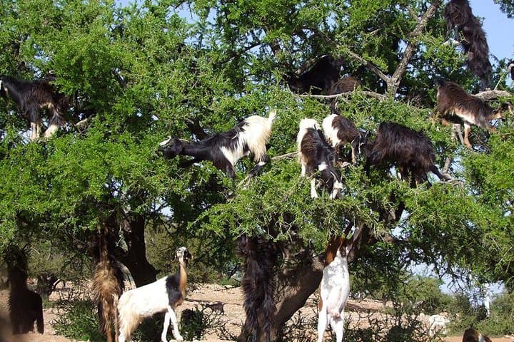 Agadir & Taghazout Goat Tree Tour and Souk El Had Market Experience photo 2