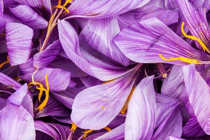 Harvesting Saffron on Paris Rooftops: Urban Rooftop Garden Experience