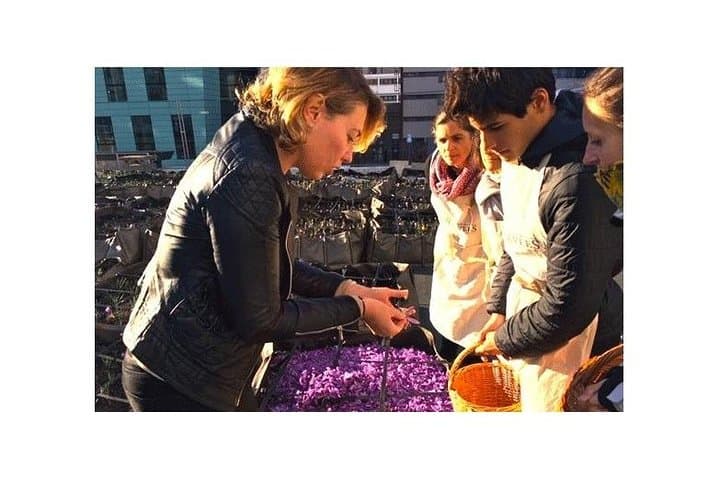 Harvesting Saffron on Paris Rooftops: Urban Rooftop Garden Experience photo 4