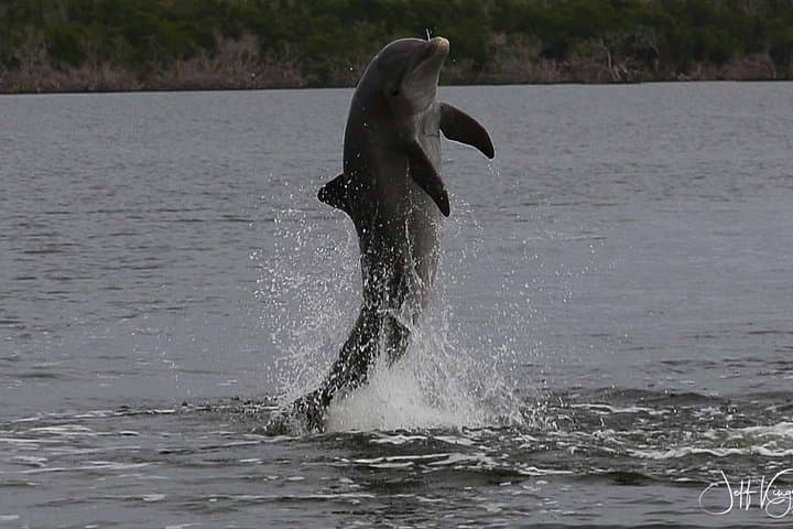 Two-Hour Everglades Dolphin, Manatee and Birding Boat Tour: What to Expect photo 5