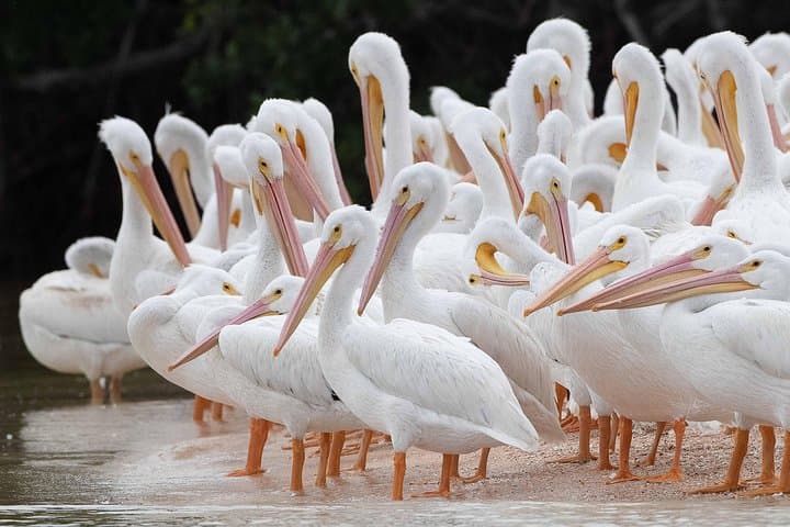 Two-Hour Everglades Dolphin, Manatee and Birding Boat Tour: What to Expect photo 2
