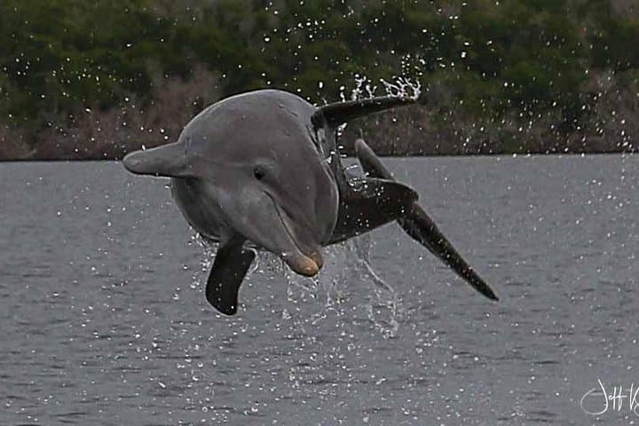 Two-Hour Everglades Dolphin, Manatee and Birding Boat Tour: What to Expect photo 6