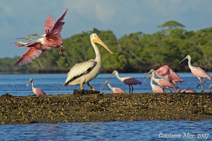 Two-Hour Everglades Dolphin, Manatee and Birding Boat Tour: What to Expect photo 3