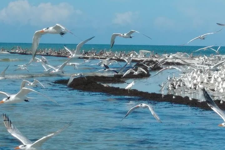 Two-Hour Everglades Dolphin, Manatee and Birding Boat Tour: What to Expect photo 4