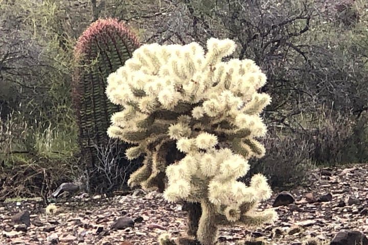 Sonoran Desert Horseback Trail Rides — Tonto National Forest Near Phoenix photo 4
