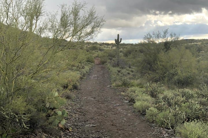 Sonoran Desert Horseback Trail Rides — Tonto National Forest Near Phoenix photo 5