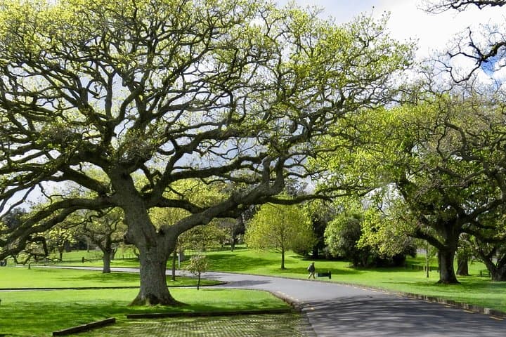 Auckland Private City Tour for Couples — Chauffeur-Driven 5-Hour Experience photo 6