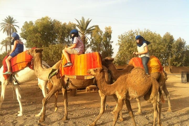 Sunset Camel Ride in Marrakech Palm Grove — Evening Camel Trek & Mint Tea Experience photo 5