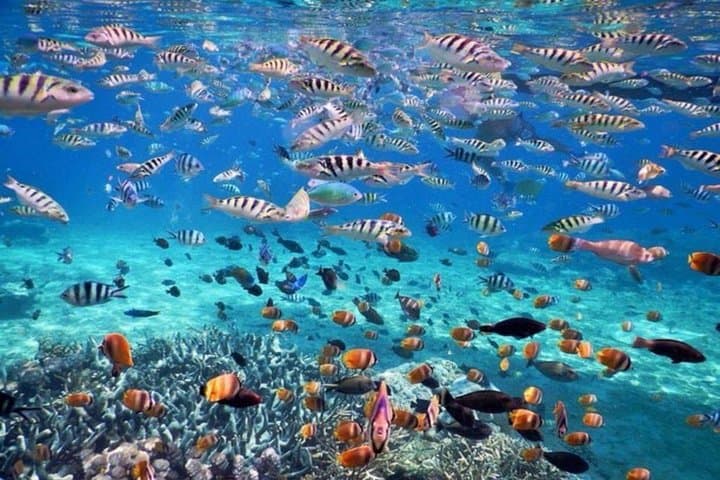 Nusa Penida Day Trip: Snorkel Manta Bay, Crystal Bay & Kelingking Viewpoint photo 4