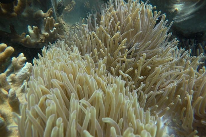 Cham Island Sea Trek: Speedboat Snorkeling & Bai Chong Beach Day Trip from Hoi An photo 4