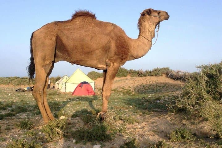 Overnight in a Berber Village: 2-Day Imlil Homestay in the High Atlas photo 3