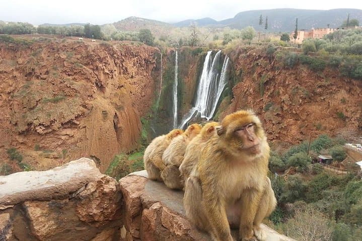 Marrakech to Ouzoud Falls Day Trip: Waterfalls, Barbary Apes & Atlas Foothills photo 3