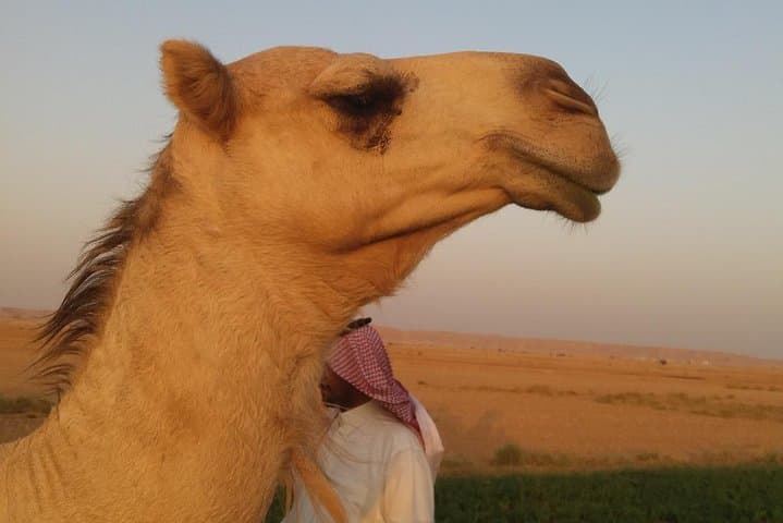 12-day-small-group-adventure-kingdom-of-saudi-arabia-german-guide