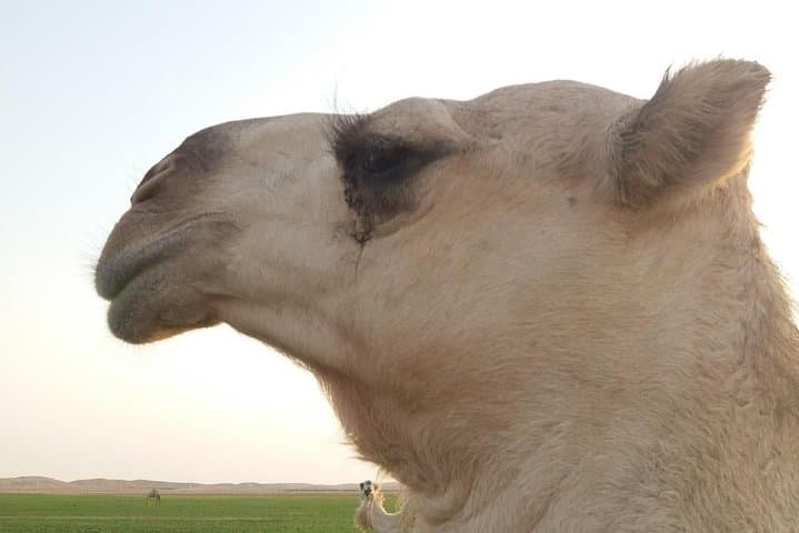 12-day-small-group-adventure-kingdom-of-saudi-arabia-german-guide photo 4