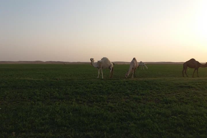 Private Saudi Arabia Cultural & Desert Expedition with German Guide photo 6