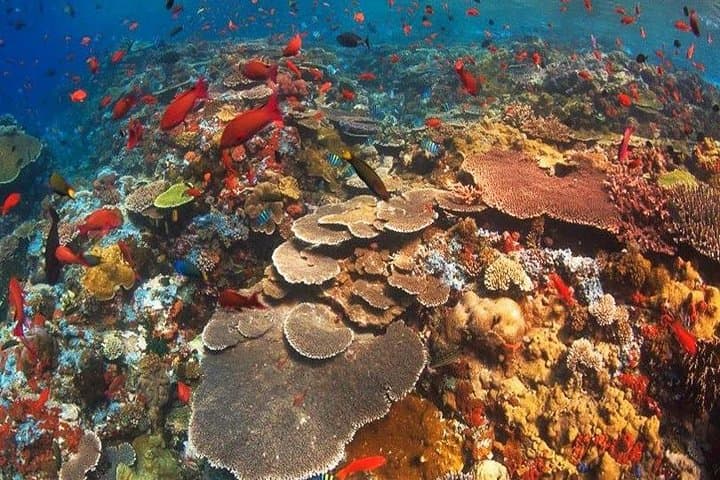Nusa Penida Day Trip: Snorkel Manta Bay, Crystal Bay & Kelingking Viewpoint photo 3