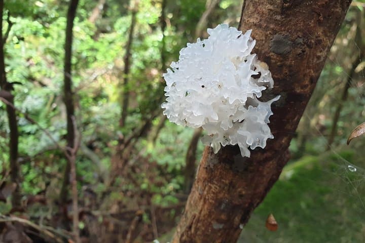 Private Nature Tours on Mahé: Copolia, Morne Blanc & Anse Major Hikes photo 2
