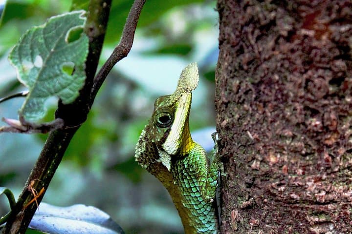 Knuckles Range Day Hike from Kandy: Waterfalls, Tea Fields & Endemic Wildlife