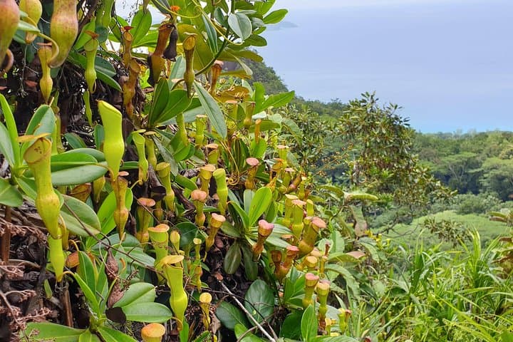 Private Nature Tours on Mahé: Copolia, Morne Blanc & Anse Major Hikes photo 4
