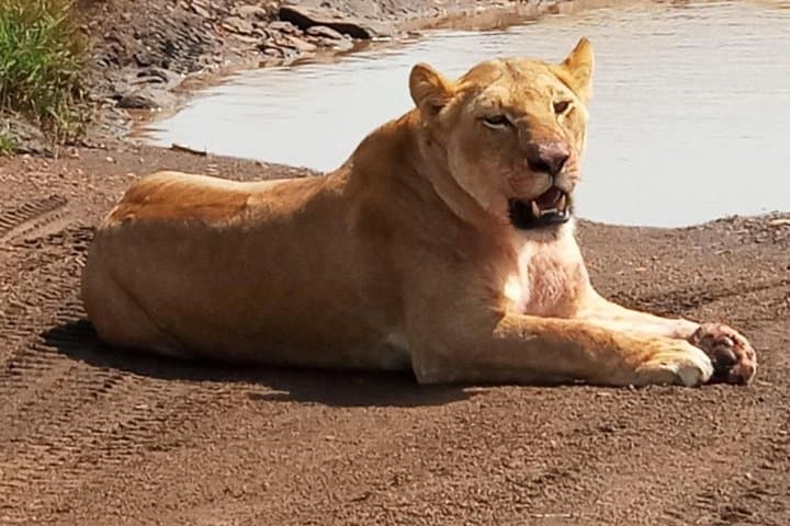 3-Day Amboseli Safari: Elephants, Kilimanjaro Views & Full-Day Game Drives photo 4