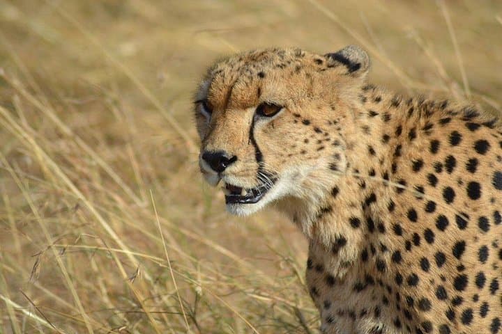 7-day-kenya-safari-amboseli-maasai-mara-nakuru-naivasha photo 2