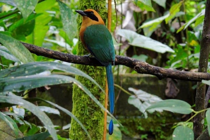 Full-Day Mindo Cloud Forest Adventure from Quito: Waterfalls, Birds & Chocolate photo 4