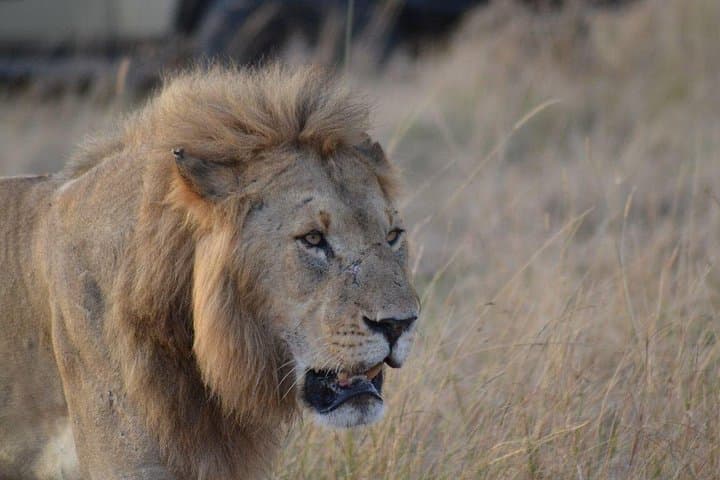 7-day-kenya-safari-amboseli-maasai-mara-nakuru-naivasha photo 4