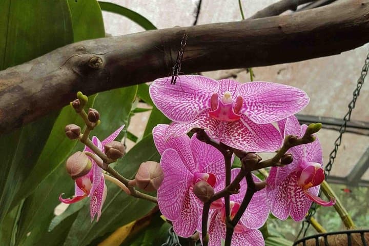 Full-Day Mindo Cloud Forest Adventure from Quito: Waterfalls, Birds & Chocolate photo 5