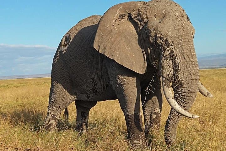 3-Day Amboseli Safari: Elephants, Kilimanjaro Views & Full-Day Game Drives photo 1