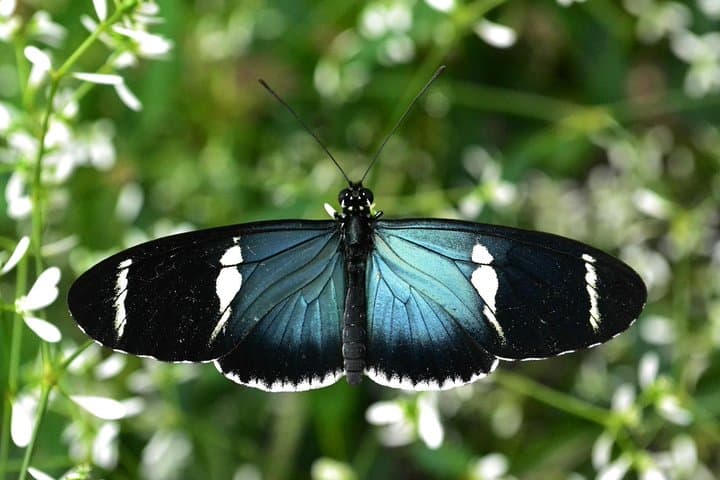 Full-Day Mindo Cloud Forest Adventure from Quito: Waterfalls, Birds & Chocolate photo 6