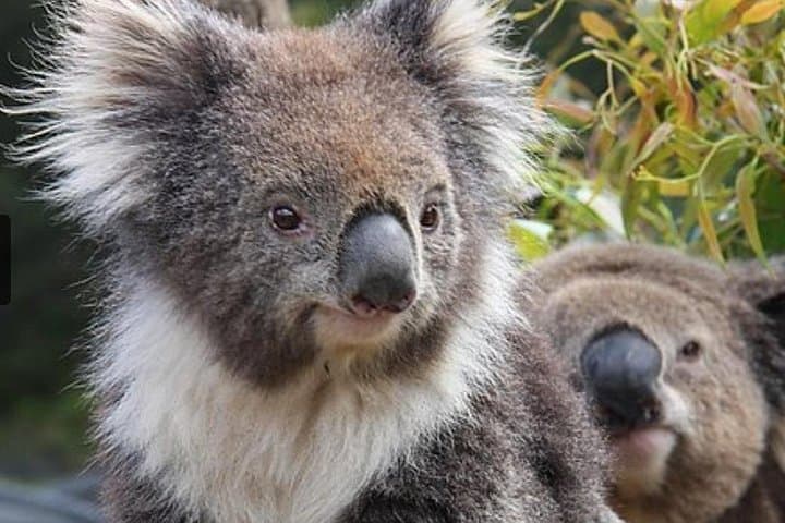 Kuranda Koala Gardens: See Koalas, Bilbies & Nocturnal Marsupials Near Cairns