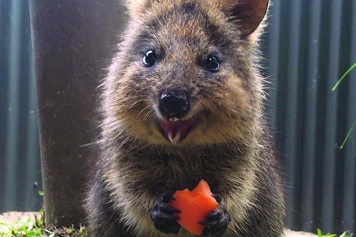 Kuranda Koala Gardens: See Koalas, Bilbies & Nocturnal Marsupials Near Cairns photo 3
