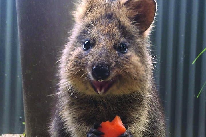 Kuranda Koala Gardens & Birdworld: Close Encounters in Tropical North Queensland photo 4
