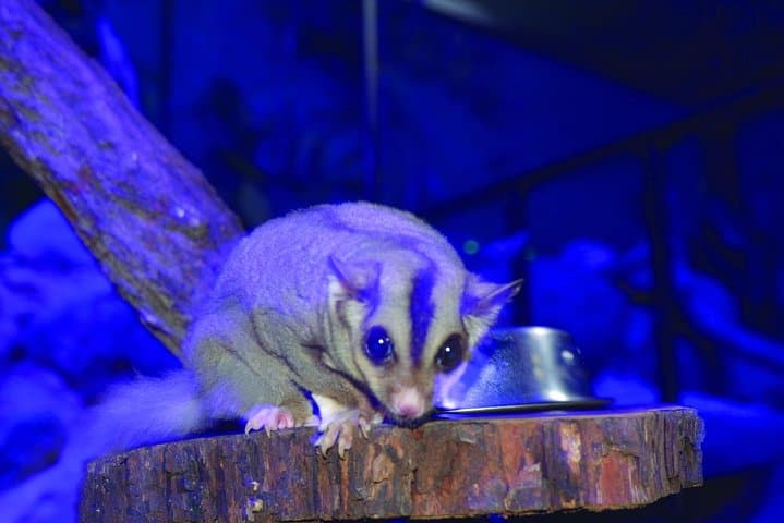 Kuranda Koala Gardens & Birdworld: Close Encounters in Tropical North Queensland photo 5