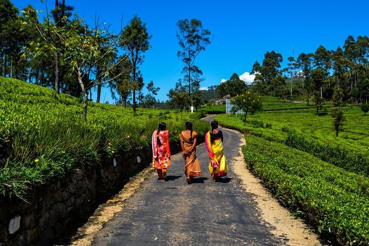 Lipton's Seat & Dambatenna Tea Factory Day Tour from Ella — Highland Views and Tea-Making photo 3