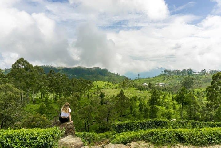 Lipton's Seat & Dambatenna Tea Factory Day Tour from Ella — Highland Views and Tea-Making photo 5