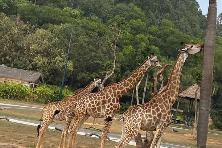 Guangzhou Chimelong Safari Park Private Tour — Panda Encounters & Safari Drive photo 4