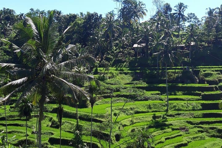 Best of Ubud Tour: Water Temple, Waterfall, Rice Terrace & Jungle Swing photo 2