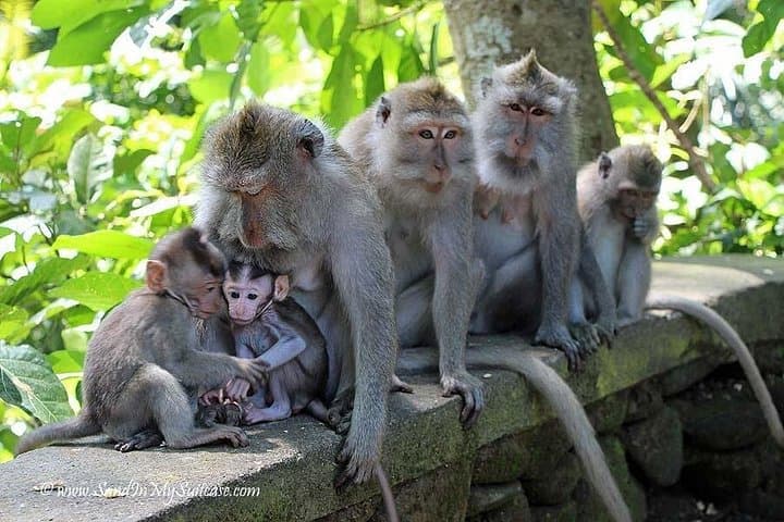 Best of Ubud Tour: Water Temple, Waterfall, Rice Terrace & Jungle Swing photo 3