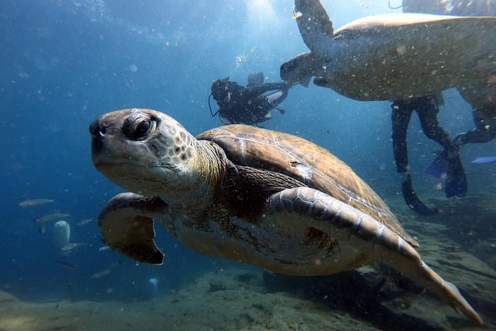 PADI Scuba Diver Course in Costa Adeje — Learn to Dive in Tenerife photo 3